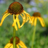 Yellow Coneflower